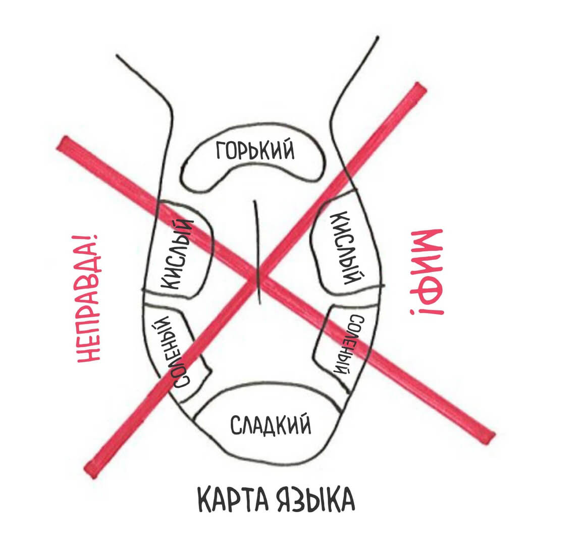 Tongue Map Myth