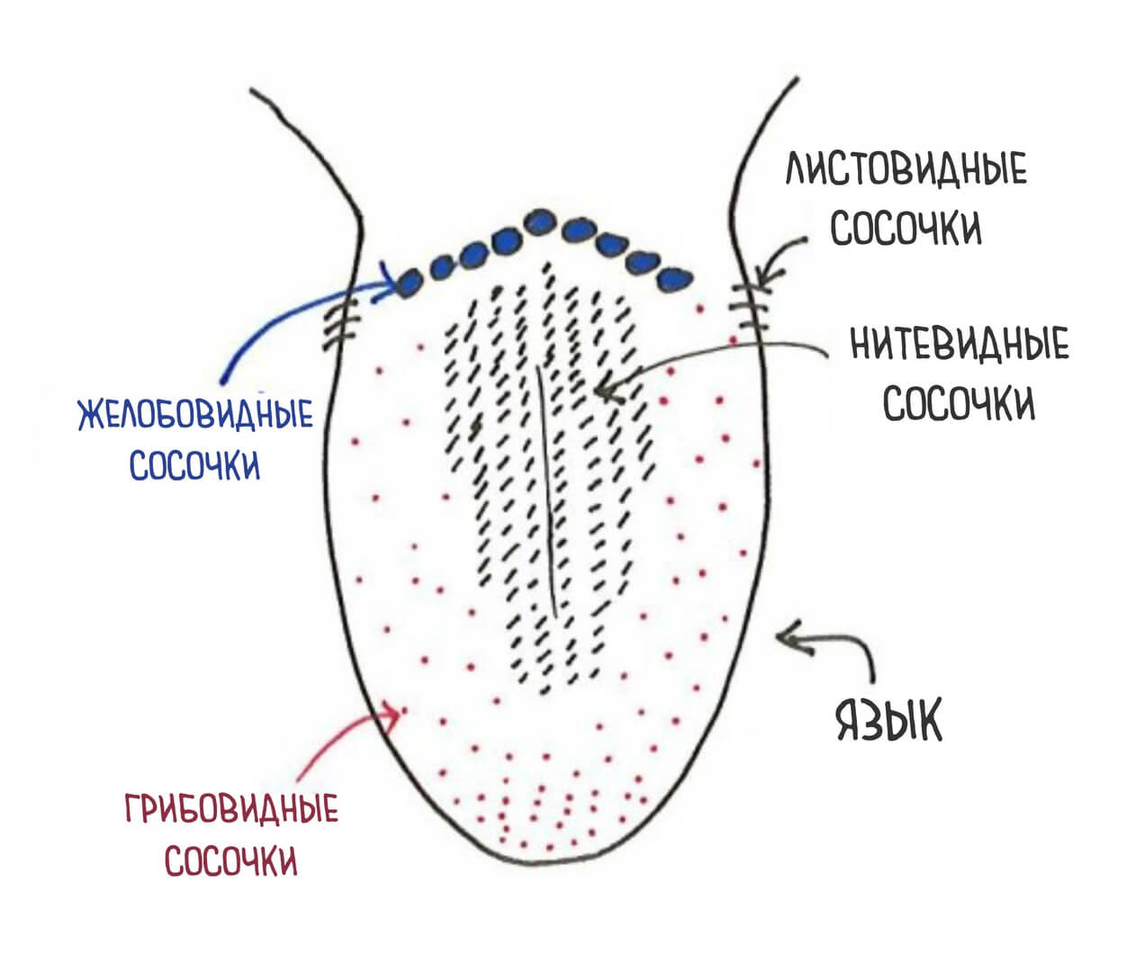 Вкусовые сосочки языка
