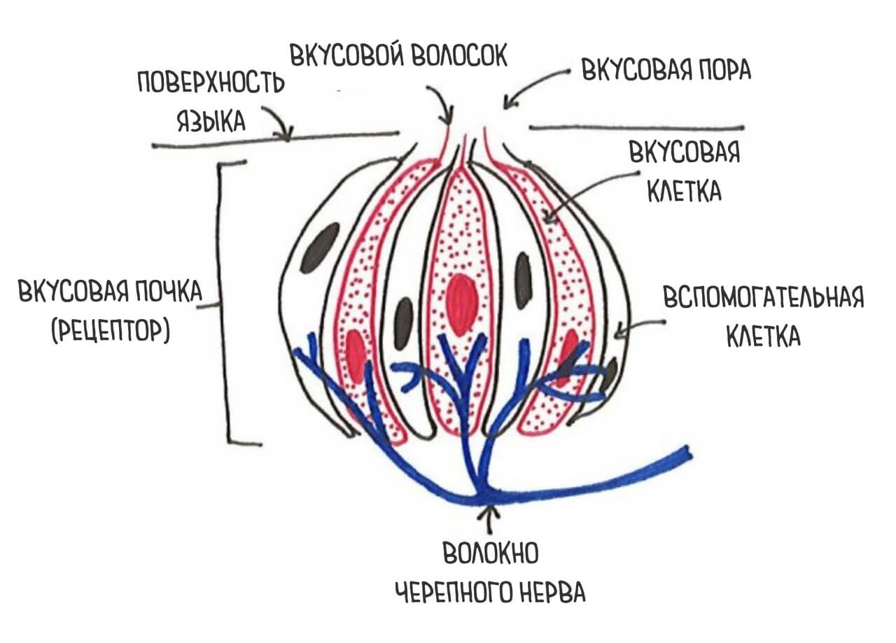 Taste Bud Diagram