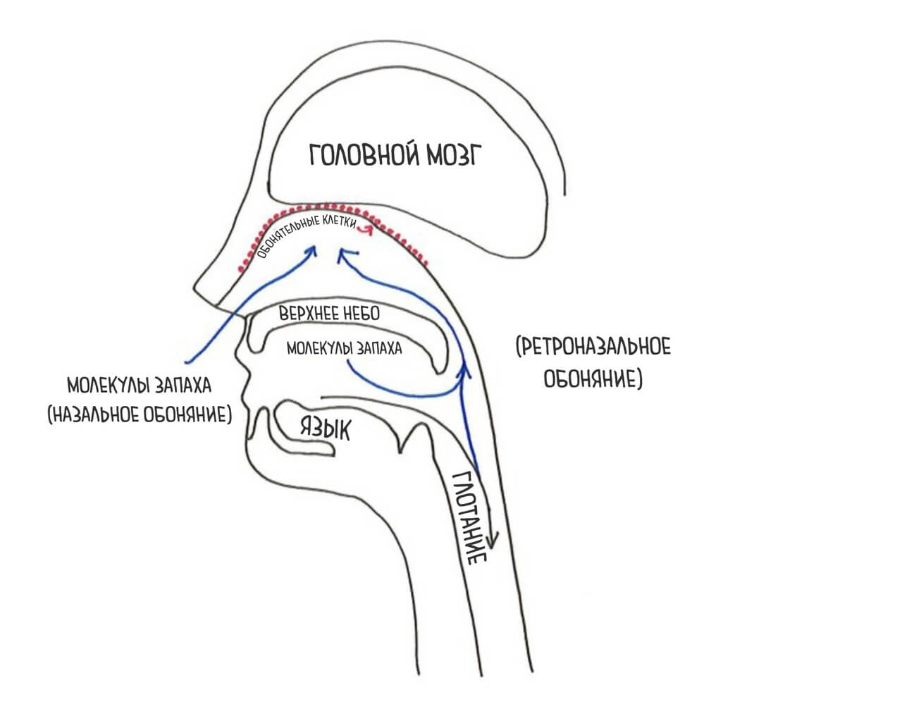 Smell Diagram