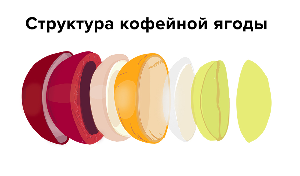 Coffeeberryystructure