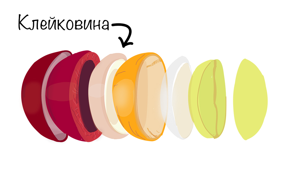 Клейковина