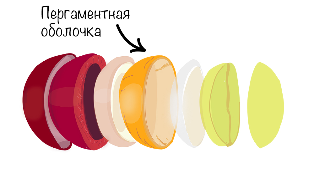 пергаментная оболочка