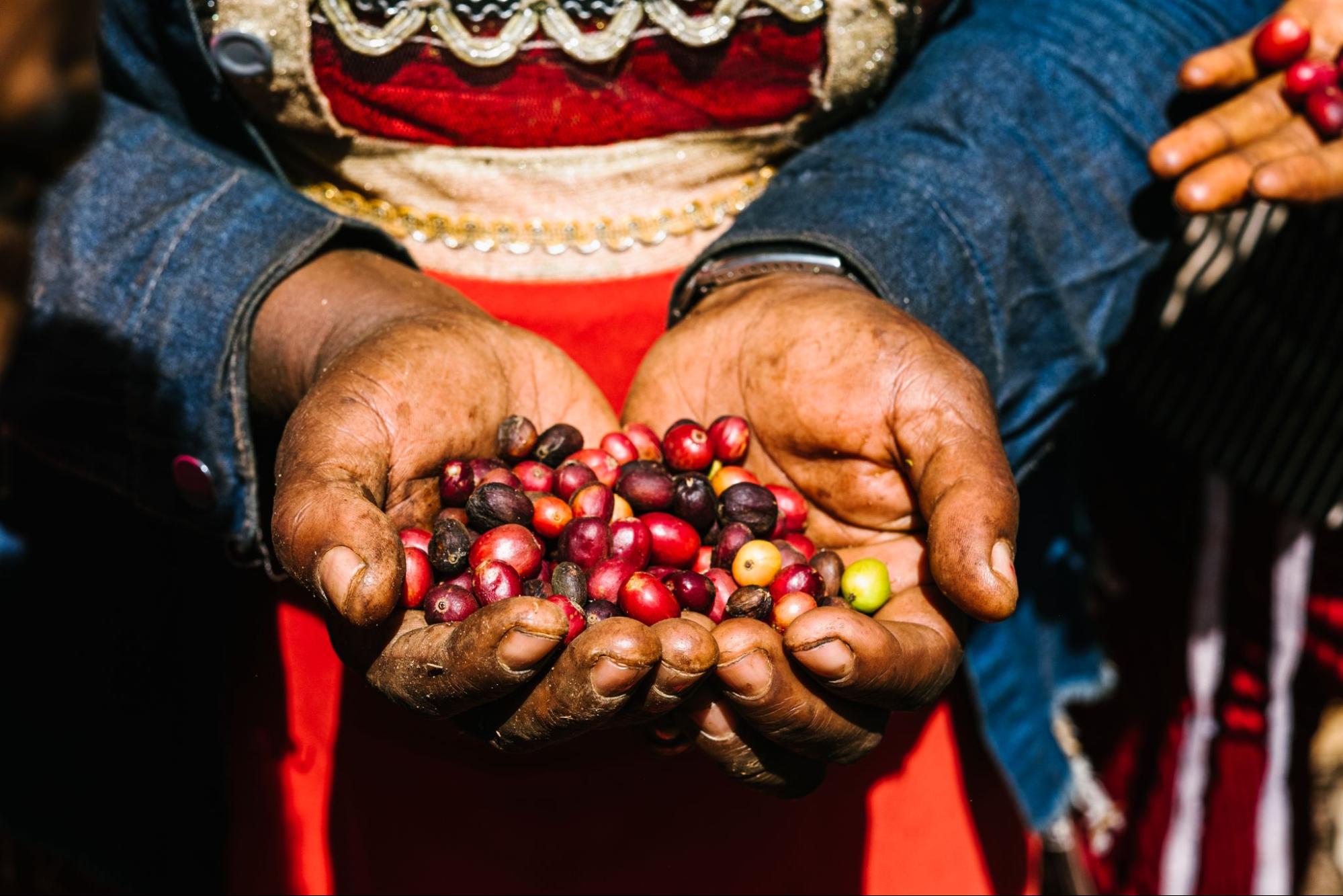 Fine Robusta