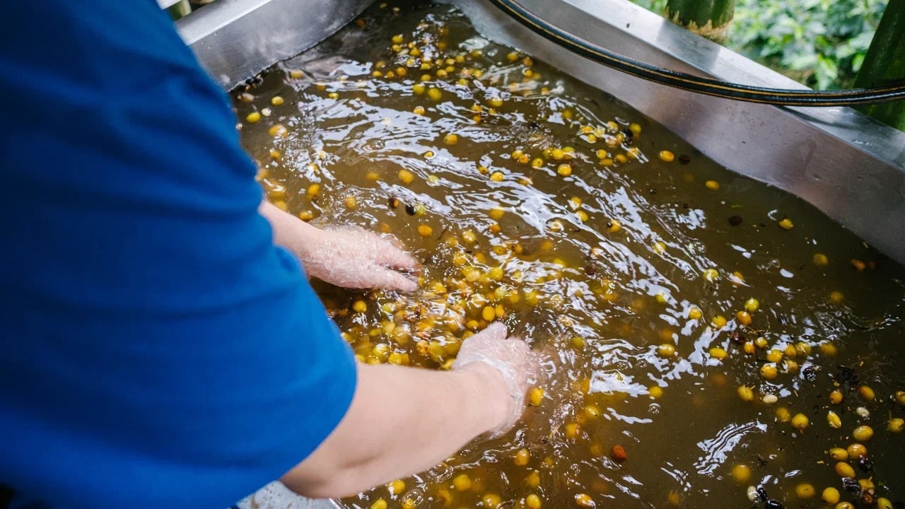 Управление вкусом через микропроцессы в обработке ягод